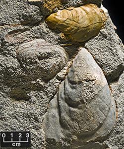 Palaeontological-collection-banner-tocal-fossil